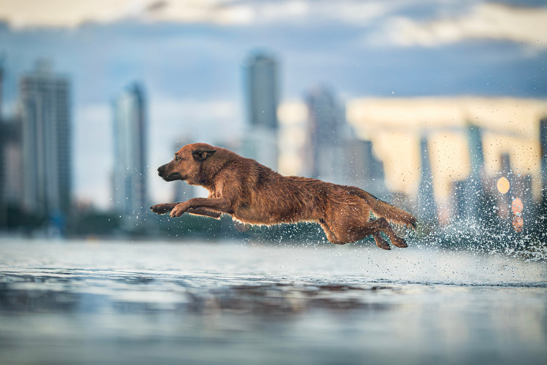 A high-drive dog captured mid-action by Jumping Jacks Dog Photography, showing the explosive energy and athleticism the photographer is known for
