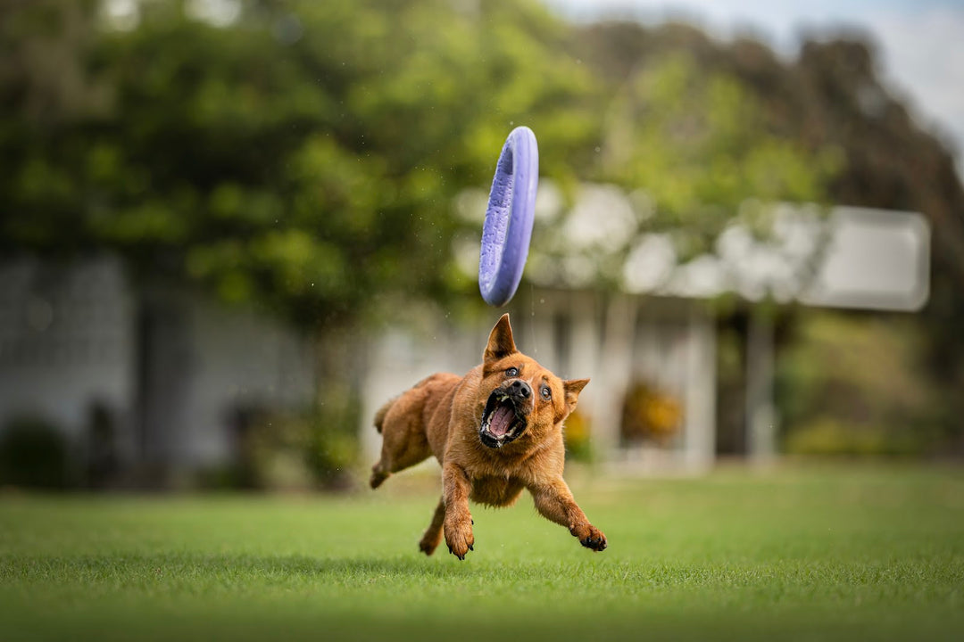 Dog leaping mid-air to catch an APAWLO Active Ring toy