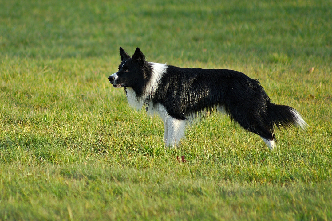 Border Collie standing alert in a field with ears pricked, staring intently at something in the distance