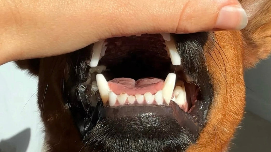 Close-up of a cattle dog's worn canine teeth showing tooth blunting damage caused by chewing tennis balls
