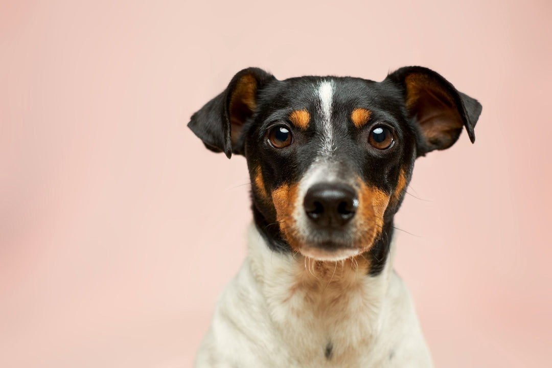 Happy dog sitting against a plain, neutral background