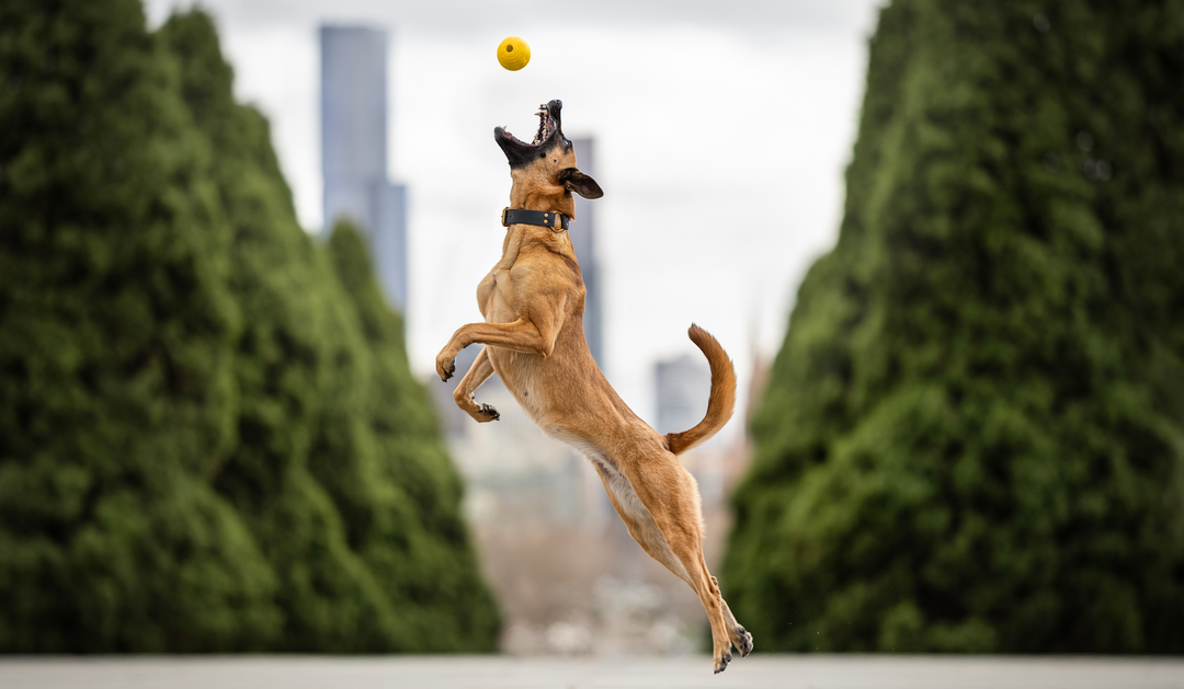 Dog leaping to catch a ball with trees and buildings in the background