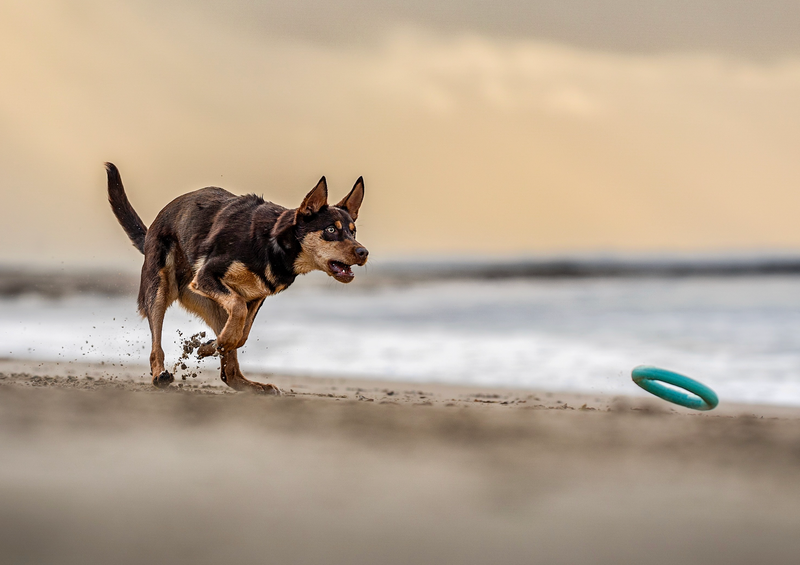 Dog Toys