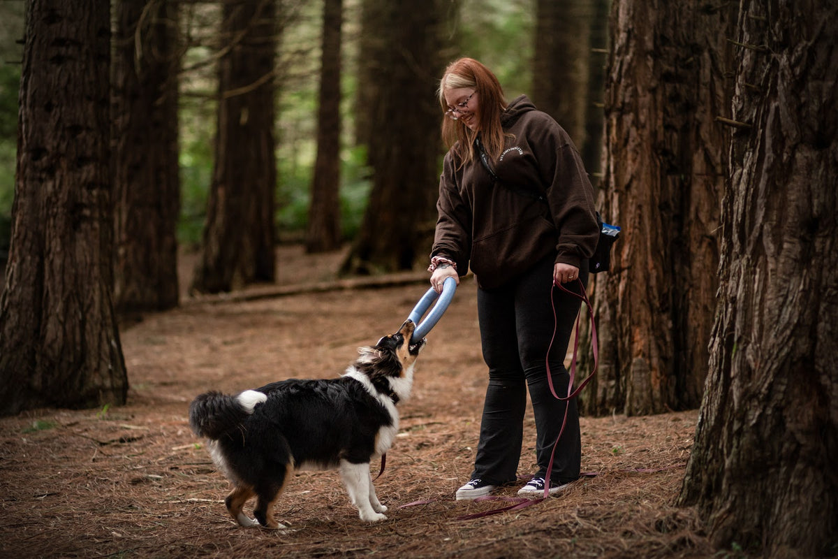 Owner playing structured tug with her dog and a ring toy in the forest