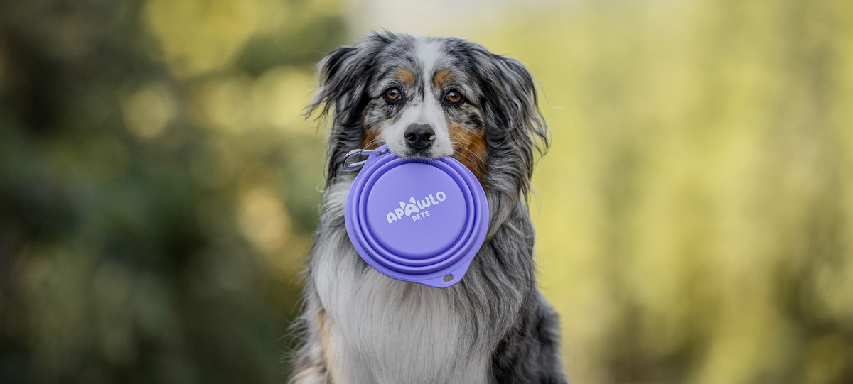 Dog holding a purple silicon bowl in a forest setting
